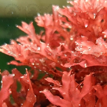 Halymenia sp. Rotalge